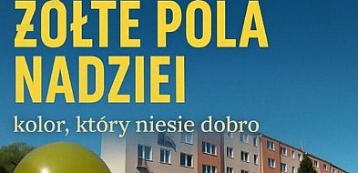Żółte Pola Nadziei znów zakwitną w Wałbrzychu-20409
