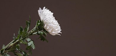 Nie żyje kierowca, który dachował na Dzikowcu-21482