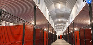 Nowa jakość opieki nad bezdomnymi zwierzętami-21491