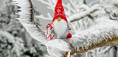 Konkursy na ozdobę i kartkę świąteczną oraz miejskie Mikołajki w Świebodzicach-21555