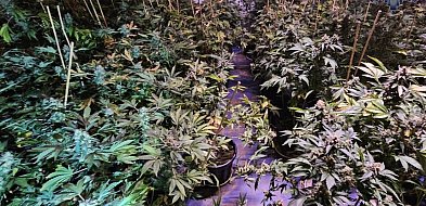 Wyeliminowali z rynku narkotyki o wartości ponad miliona złotych-21975