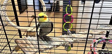 Papuga trafiła na komisariat-22125