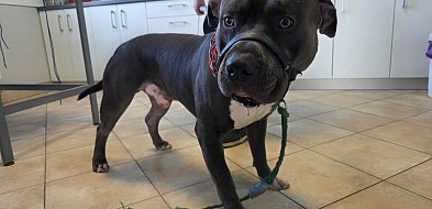 Świebodzice: Uratowali psy przywiązane do słupa-22164