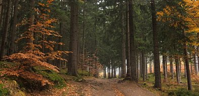 Nowy film na kanale Niech to szlak!-22227