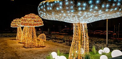 Wałbrzych w blasku iluminacji i z kredytem emocji-22318