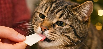 Nie dziel się opłatkiem z kotem-22321