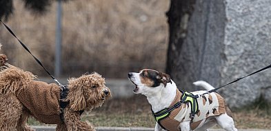 Osiemdziesiąt kilogramów dobra. I ani grama wymówek