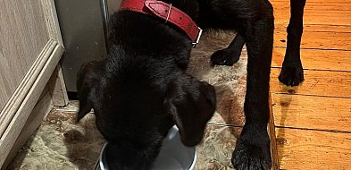 Szukał go cały Wałbrzych. Pies Bari odnaleziony