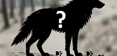 Wałbrzyszanie widują dzikie psy? A może to wilki?