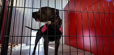 Sejmowe prace nad prawami zwierząt