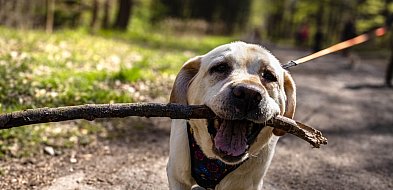 Nadal spacerują i pomagają