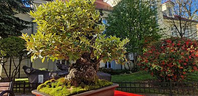 Majówka w muzeum: Bonsai i porcelana z duszą
