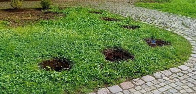 Kradzież w Parku im. Jana III Sobieskiego. Zniknęły nowe rośliny