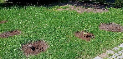 Kolejne kradzieże w Parku Sobieskiego. Znowu zniknęły hibiskusy