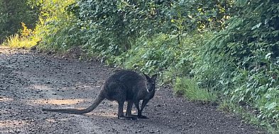 Nie kangur, tylko walabia uciekła z Zoo w Łącznej