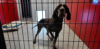 Kończy się przeprowadzka do nowego schroniska