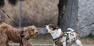 Osiemdziesiąt kilogramów dobra. I ani grama wymówek