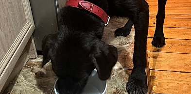 Szukał go cały Wałbrzych. Pies Bari odnaleziony