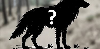 Wałbrzyszanie widują dzikie psy? A może to wilki?