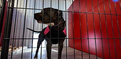 Sejmowe prace nad prawami zwierząt