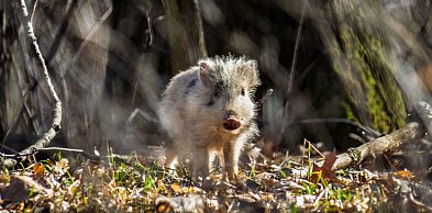 Biały warchlak w Parku Książańskim