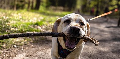 Nadal spacerują i pomagają