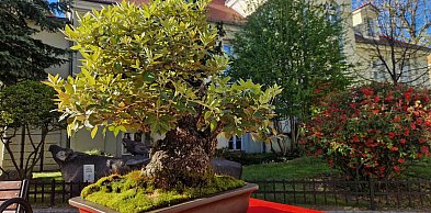 Majówka w muzeum: Bonsai i porcelana z duszą