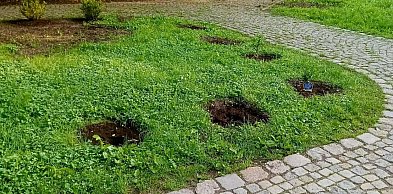 Kradzież w Parku im. Jana III Sobieskiego. Zniknęły nowe rośliny