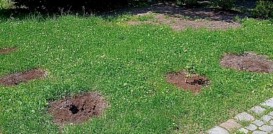 Kolejne kradzieże w Parku Sobieskiego. Znowu zniknęły hibiskusy
