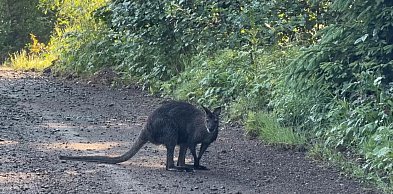 Nie kangur, tylko walabia uciekła z Zoo w Łącznej