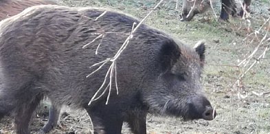 Będą strzelać do dzików w Boguszowie-Gorcach-20310