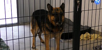 Beethoven i inne Aqua Pupile zapraszają na spacer-21588