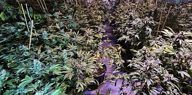 Wyeliminowali z rynku narkotyki o wartości ponad miliona złotych-21975