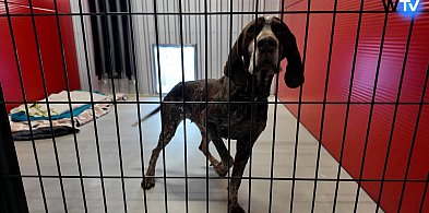 Kończy się przeprowadzka do nowego schroniska