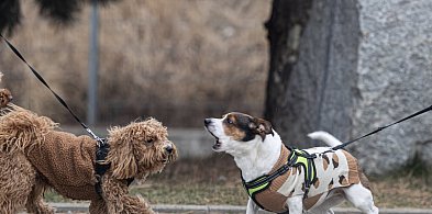 Osiemdziesiąt kilogramów dobra. I ani grama wymówek