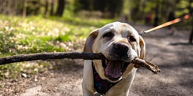 Nadal spacerują i pomagają