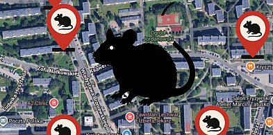Piaskowa Góra – szczurza stolica Wałbrzycha