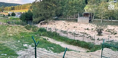 Policja i prokuratura wkroczyły do ZOO w Łącznej
