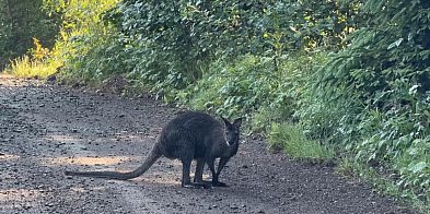 Nie kangur, tylko walabia uciekła z Zoo w Łącznej
