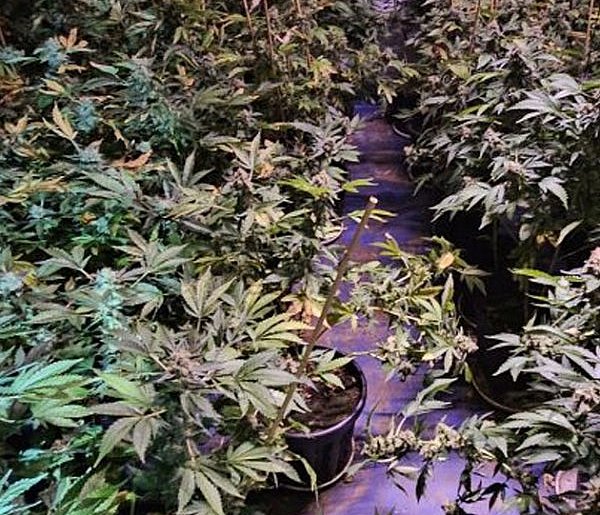 Wyeliminowali z rynku narkotyki o wartości ponad miliona złotych-21975