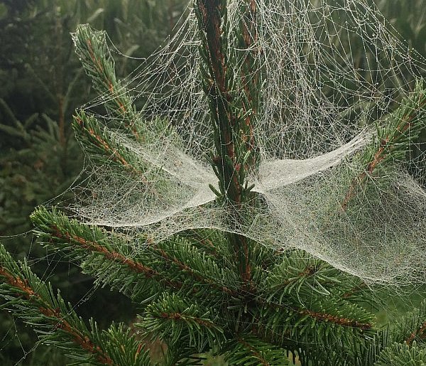 Kupujesz żywą choinkę na święta? Ten szczegół łatwo przeoczyć-22043