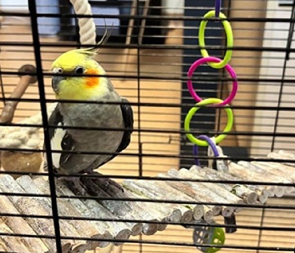 Papuga trafiła na komisariat-22125