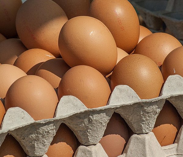 Salmonella wykryta w jajach! GIS wydał pilne ostrzeżenie-22145