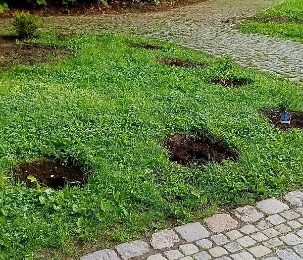 Kradzież w Parku im. Jana III Sobieskiego. Zniknęły nowe rośliny