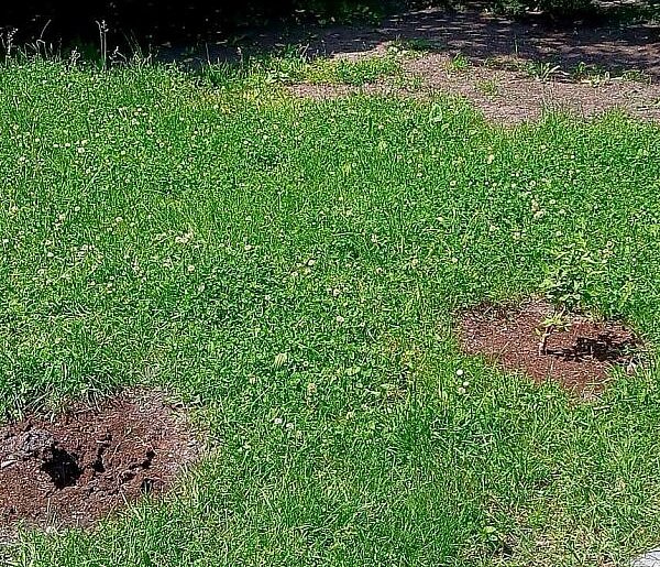 Kolejne kradzieże w Parku Sobieskiego. Znowu zniknęły hibiskusy