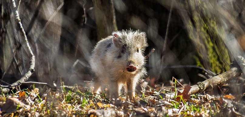 Biały warchlak w Parku Książańskim