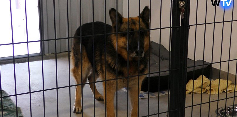 Beethoven i inne Aqua Pupile zapraszają na spacer - 21588