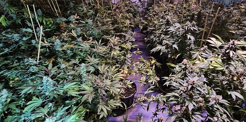 Wyeliminowali z rynku narkotyki o wartości ponad miliona złotych - 21975