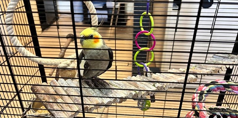 Papuga trafiła na komisariat - 22125