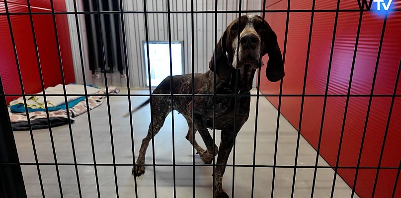 Kończy się przeprowadzka do nowego schroniska - 22768